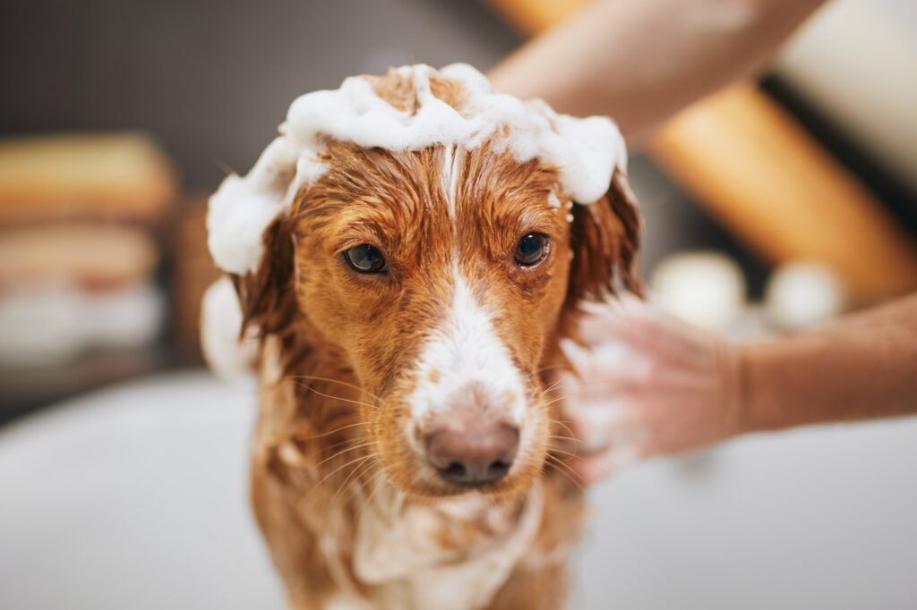 Dog taking bath at home