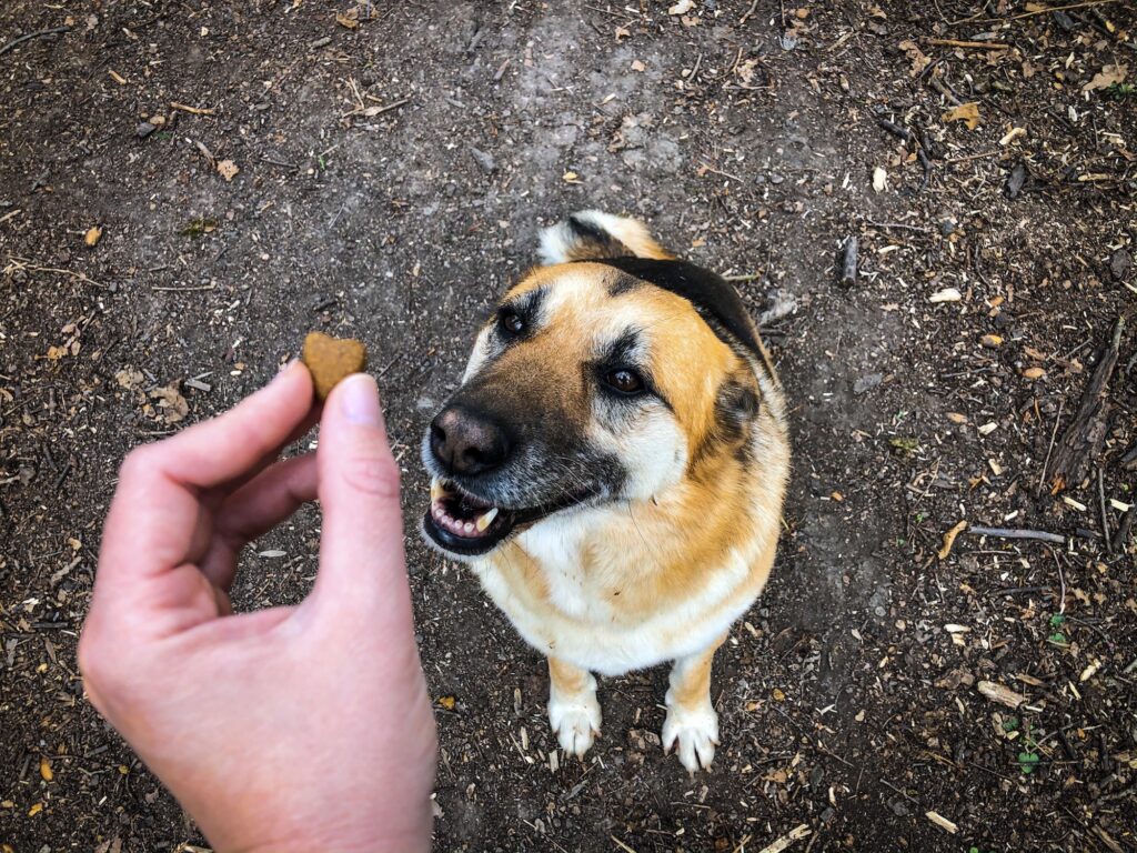 Hand holding treats and feeding a dog